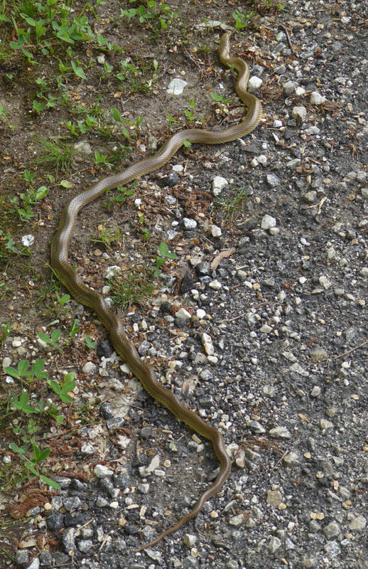 Zamenis longissimum - Colubridae